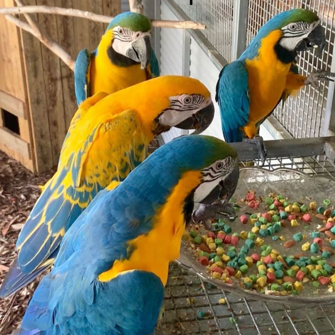 BABY MACAW PARROTS READY FOR NEW LOVING HOMES | Flakeads