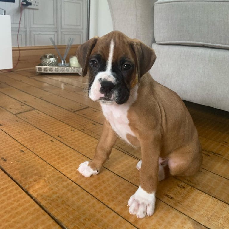 Male and Female Boxer Puppies for Rehoming Flake Ads