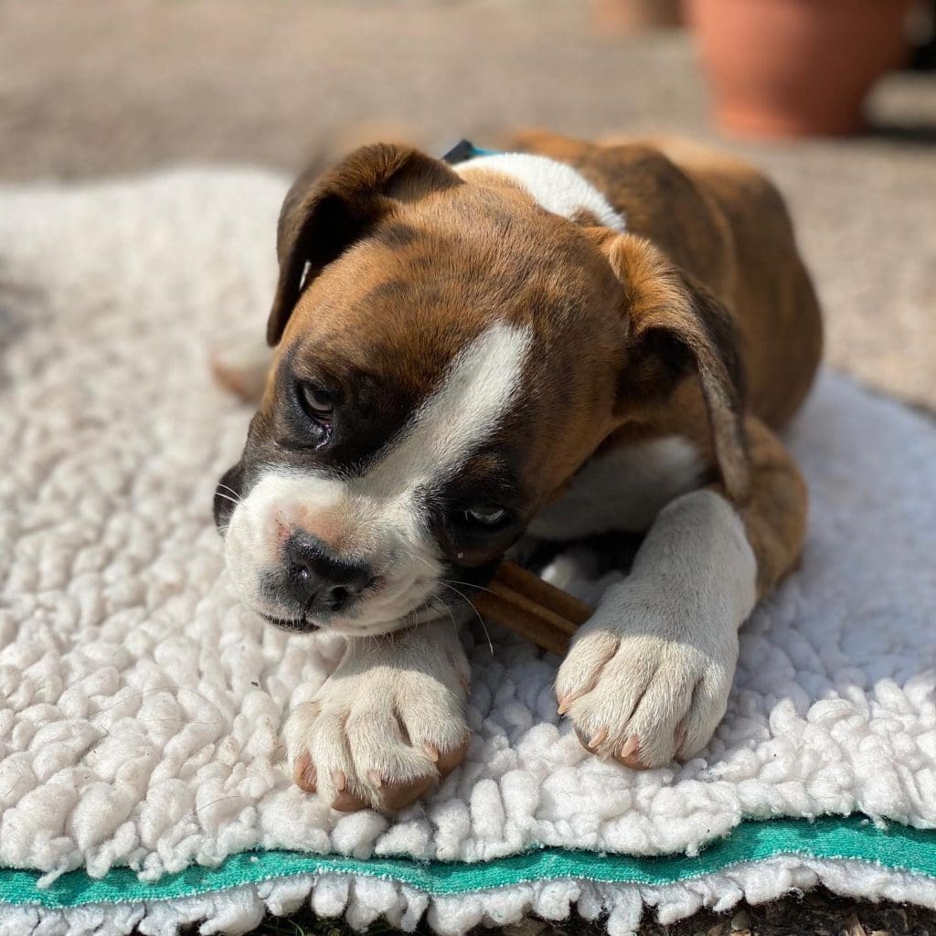 Male and Female Boxer Puppies for Rehoming Flake Ads