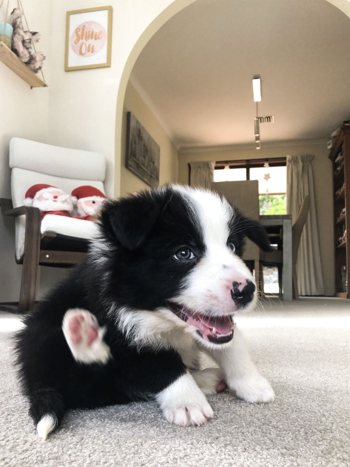 Amazing Border Collie Puppies For Rehoming | Flake Ads, Free Ads